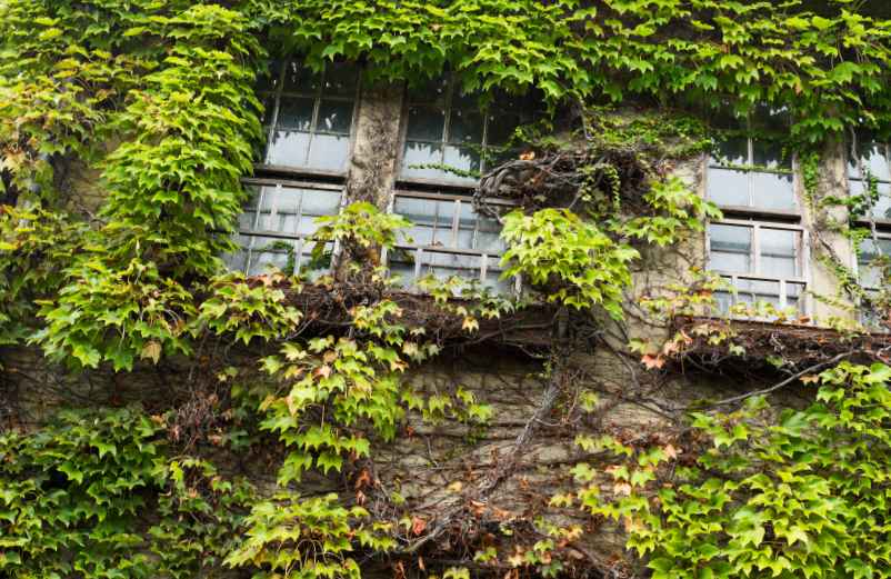 Comment cacher un vilain mur extérieur ?